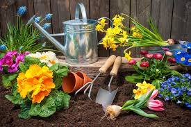 GARDEN FLOWER
