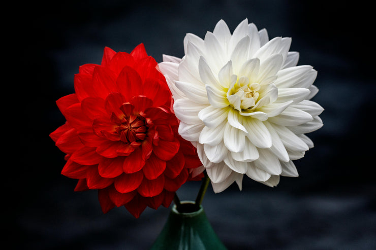 FLOWERS IN PLANTS